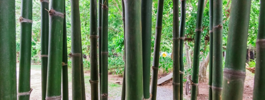 Marmaris Bambu Hasır Çit, Bambu Hasır Çit Marmaris, Marmaris Bambu Hasır Çit Fiyatları, Marmaris Bambu Hasır Çit Firmaları